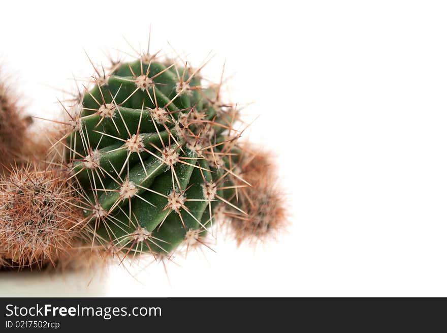 A cactus on a white background with plenty of copy space