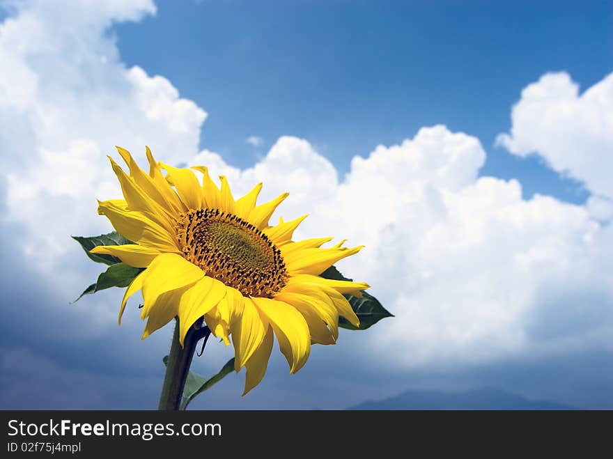 Sunflower and sky