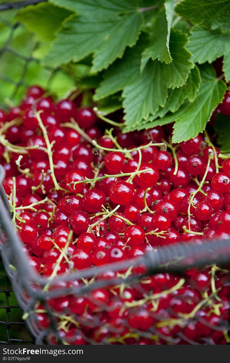 Redcurrant