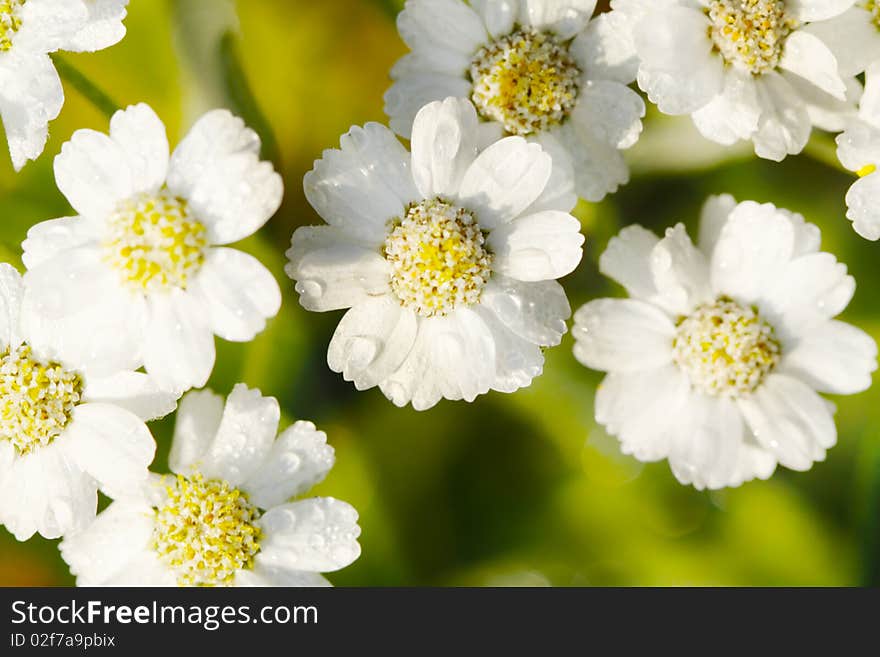 Background from white flowers covered dew.