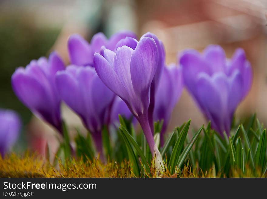 Violet Crocuses in the garden