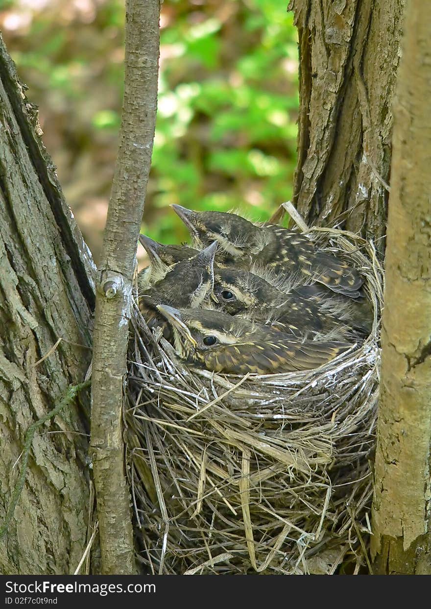 The nest of red-wing on a tree. The nest of red-wing on a tree.