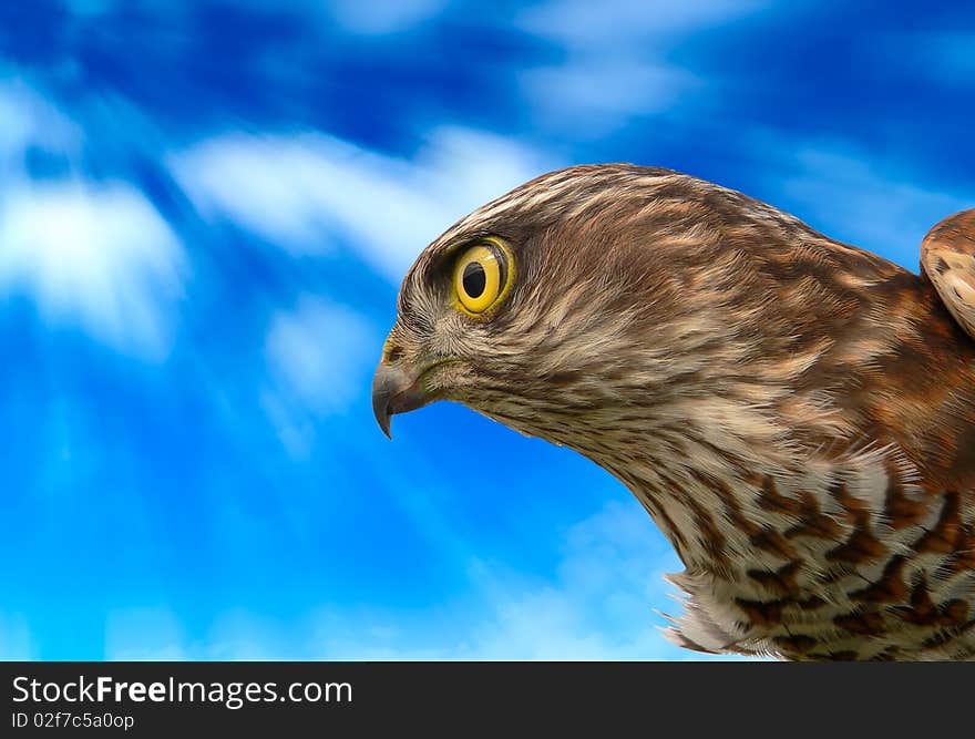 Birds of Europe - Sparrow-hawk