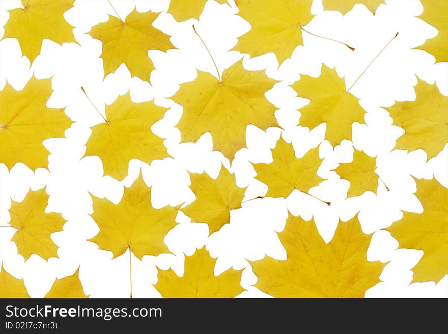 Autumn maple leaves isolated on white background