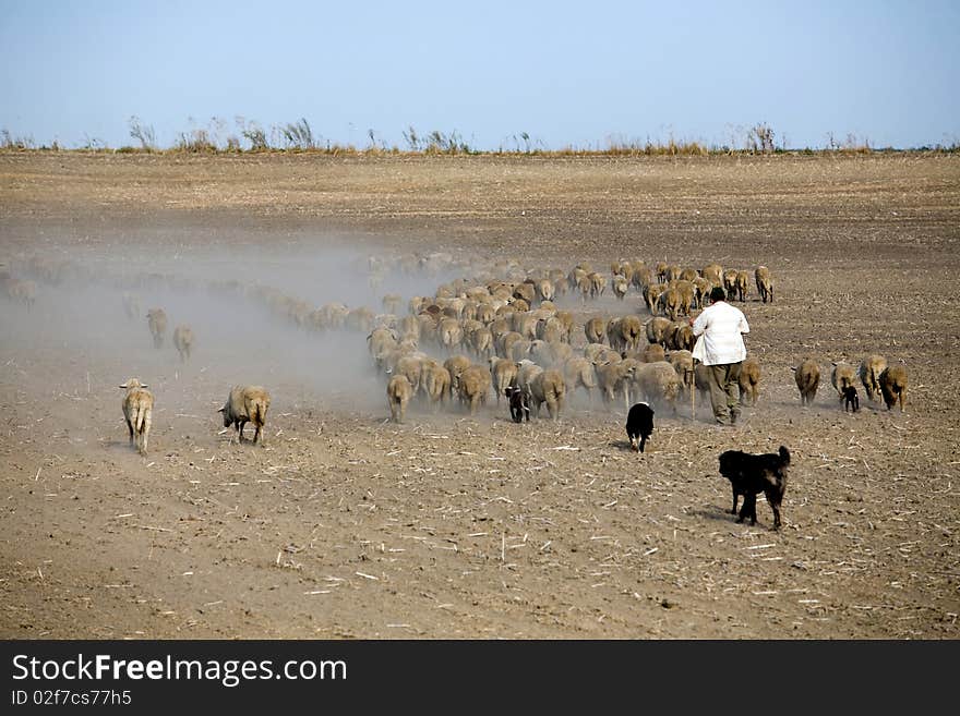 A sheep heard on a road.