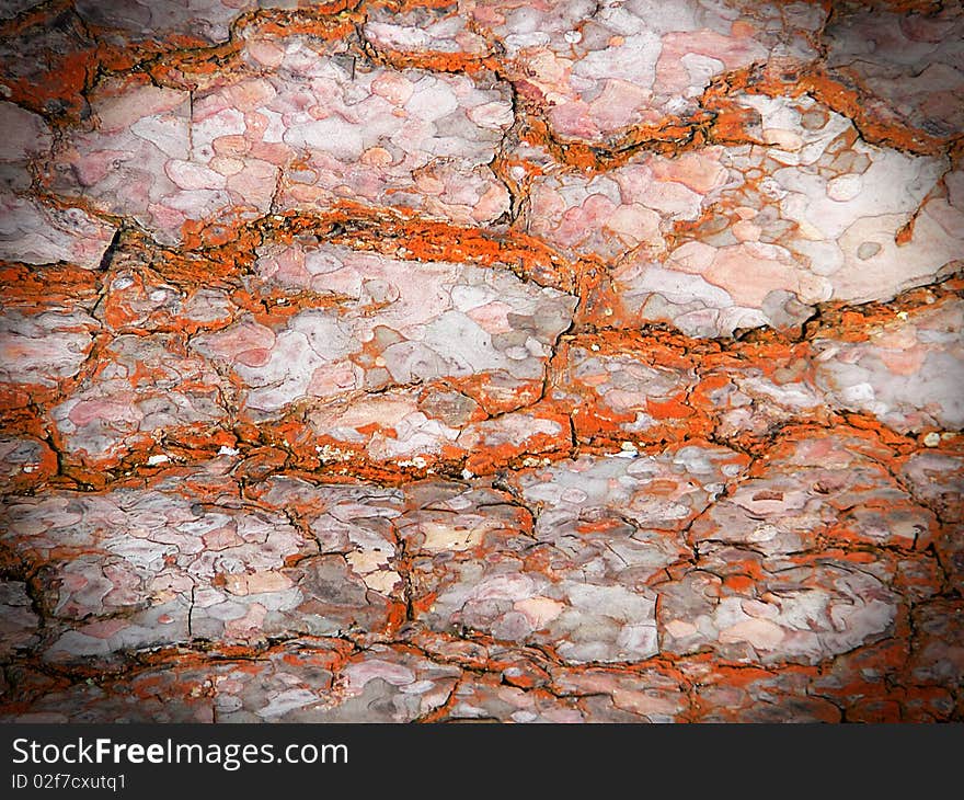 The background of bark pine tree. The background of bark pine tree.