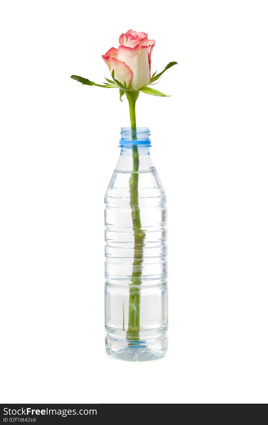 A rose in a bottle taken on a white background