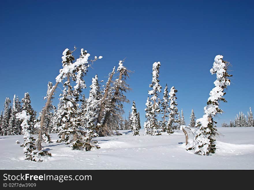 Snow on trees at Powder mountain. Snow on trees at Powder mountain