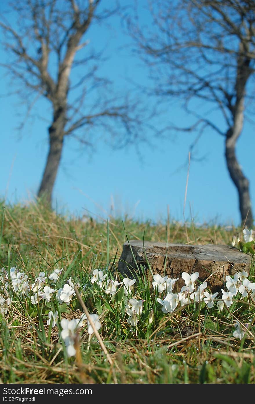 Spring flowers