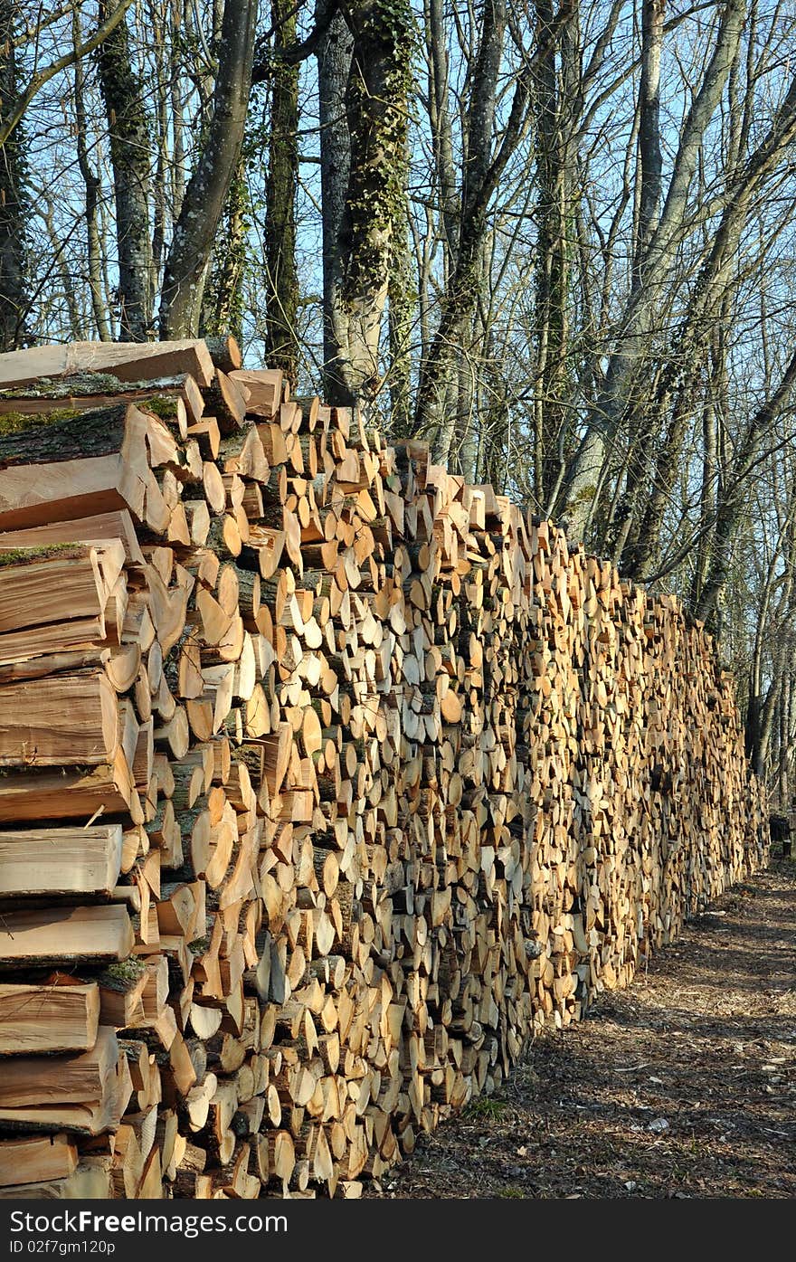 A large wall of firewood in the forest