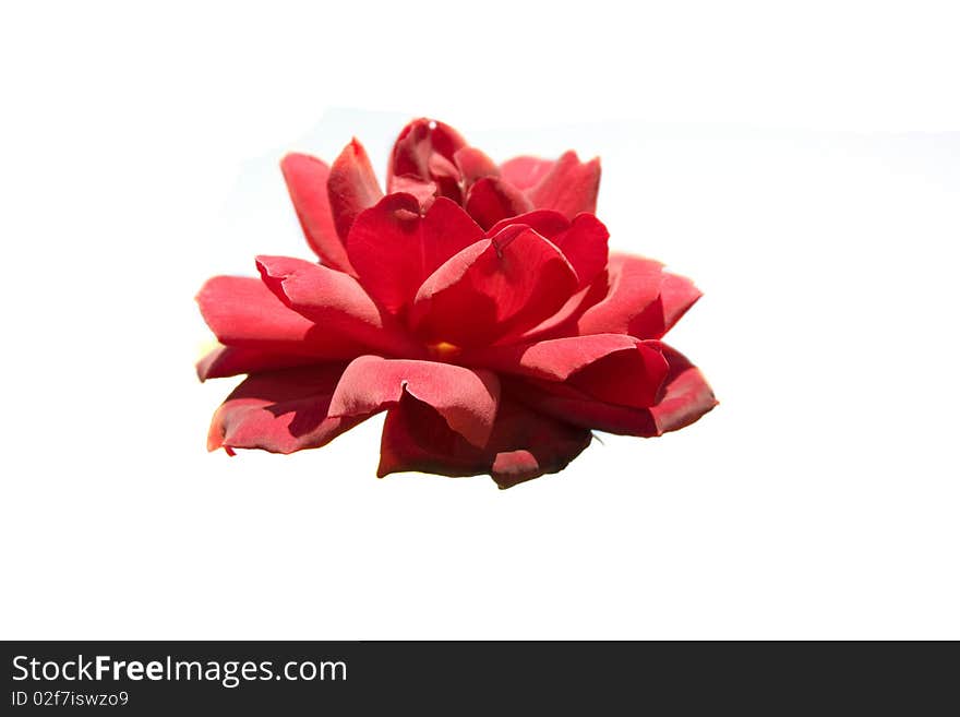 Red flower isolated on white. Red flower isolated on white