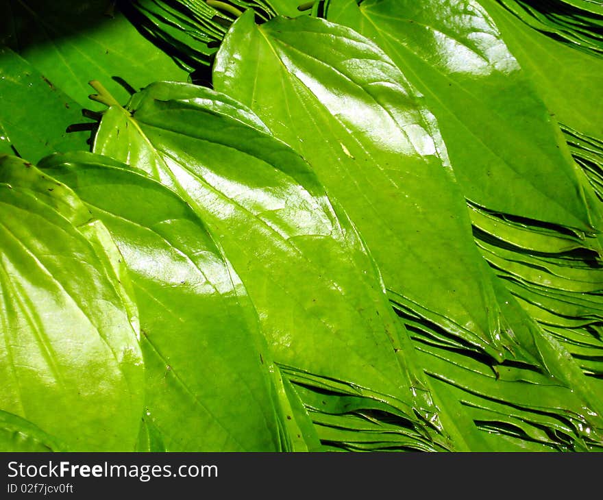 Beetle Nut Leaves