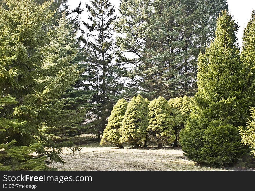 Ecological place in the botanical, conifer garden. Ecological place in the botanical, conifer garden