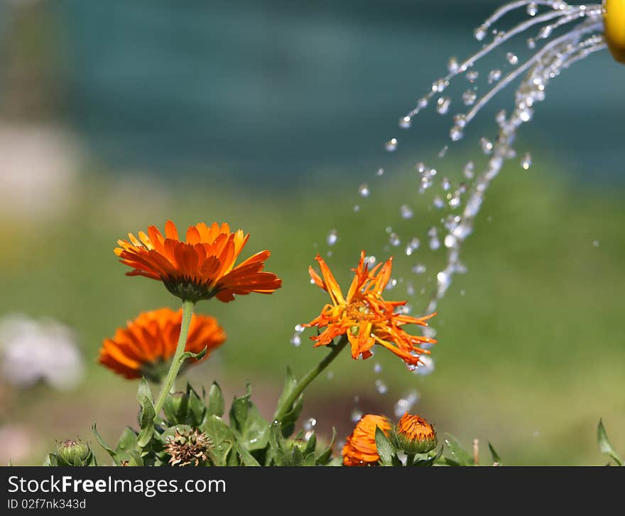 A calendula receives a shower. A calendula receives a shower