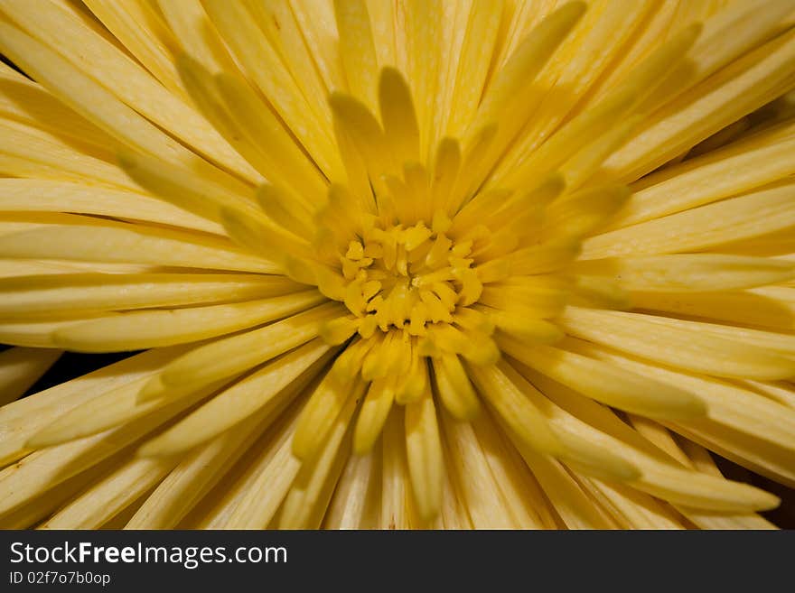 Chrysantemums