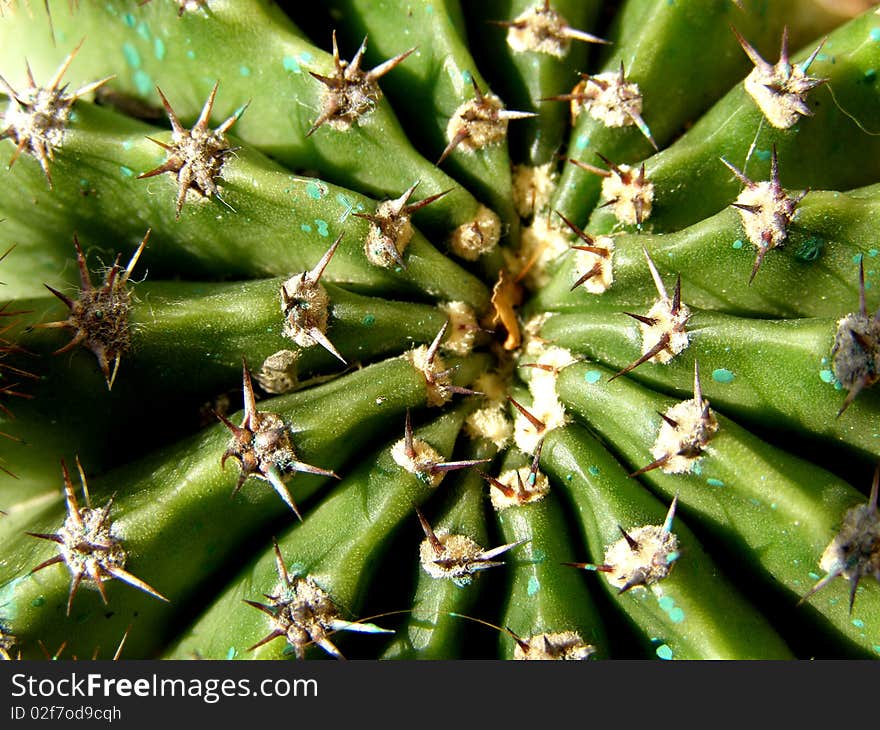 Photo of spiny cactus background