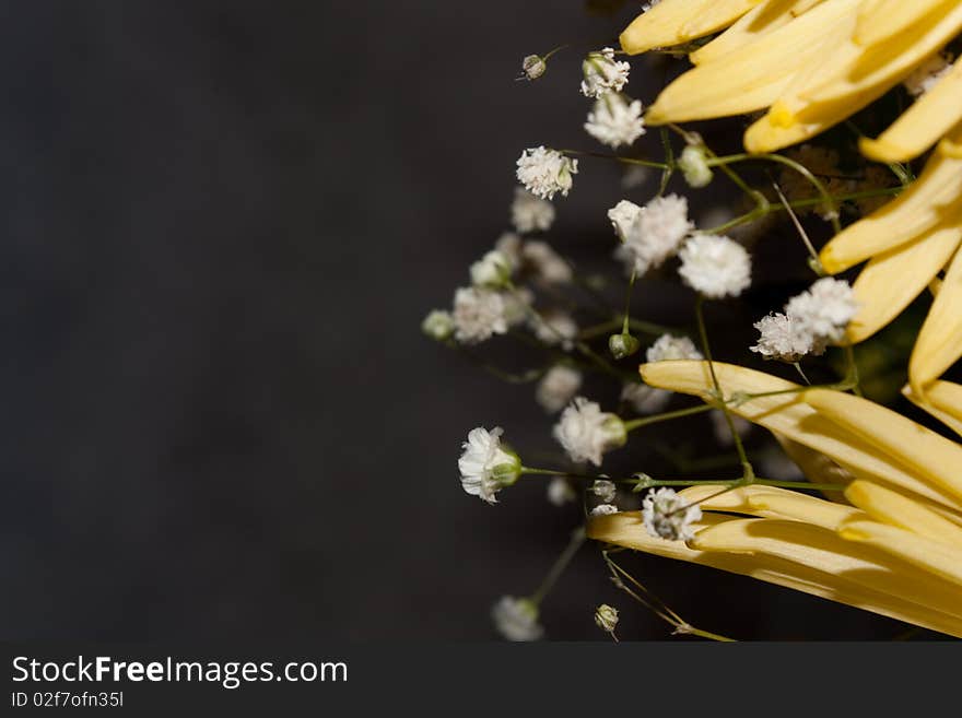 This photo chrysanthemums donated by my mother's birthday. This photo chrysanthemums donated by my mother's birthday