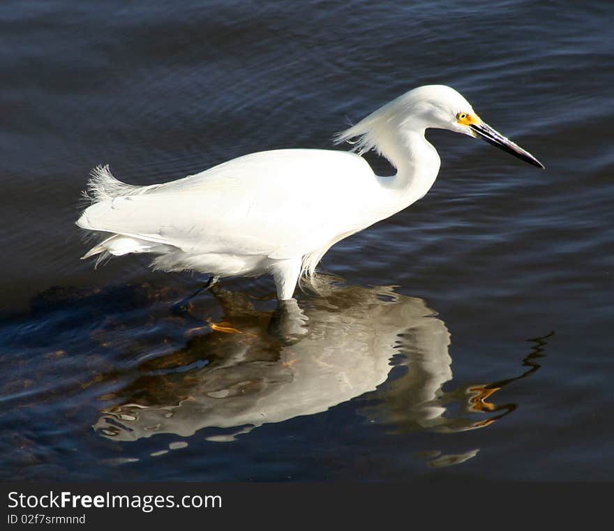 A Snowy Egret hunting at Ding Darling, Florida. A Snowy Egret hunting at Ding Darling, Florida