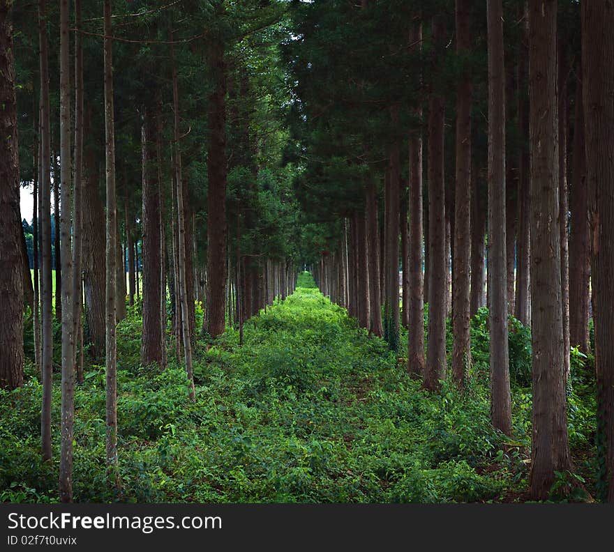 Perspective of green forest Trees. Perspective of green forest Trees