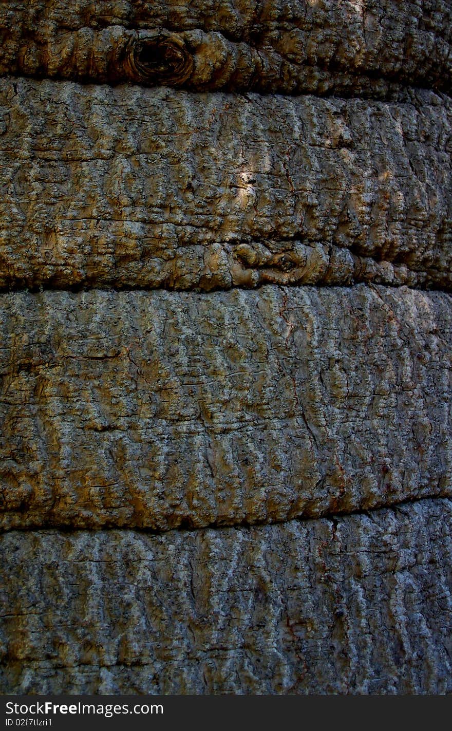 Textured Tree Bark