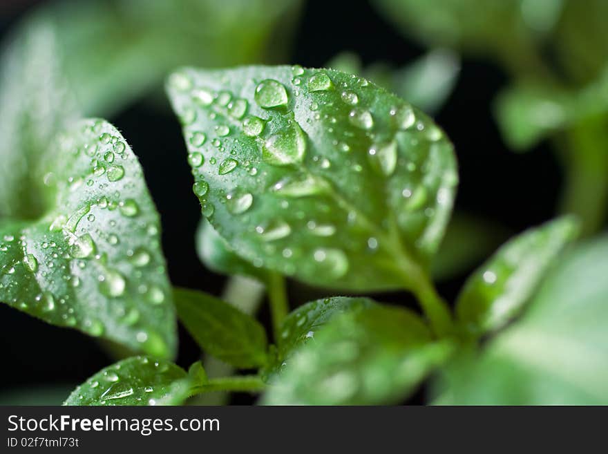 Close-up of sprouts