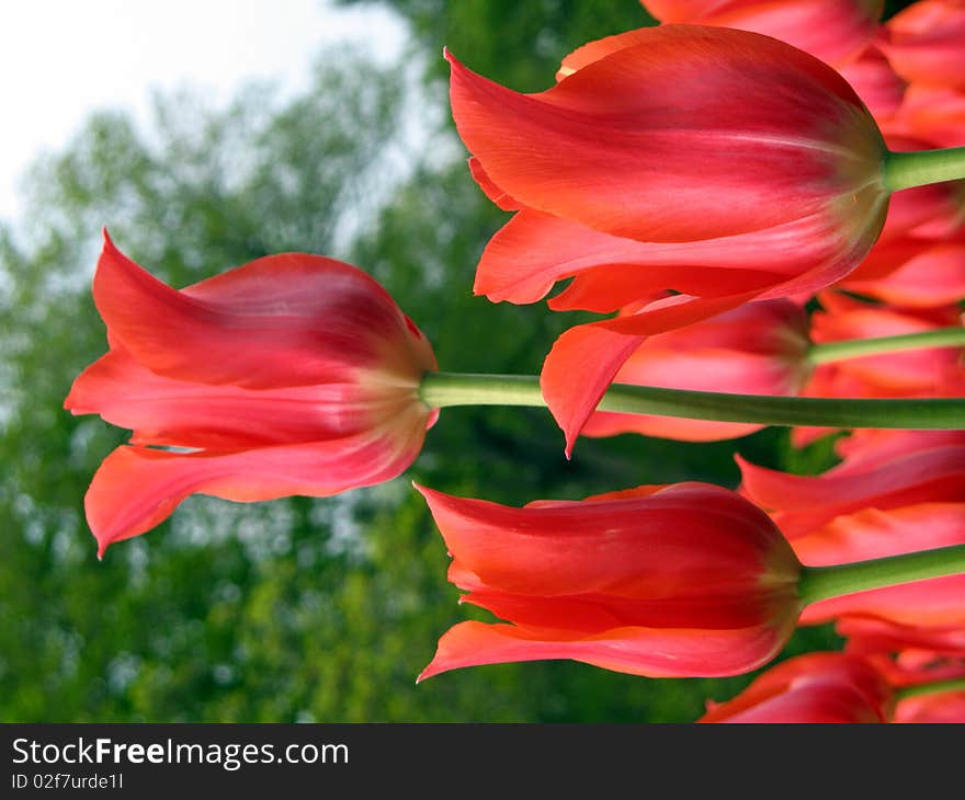 Red tulip flowers in a garden. Red tulip flowers in a garden