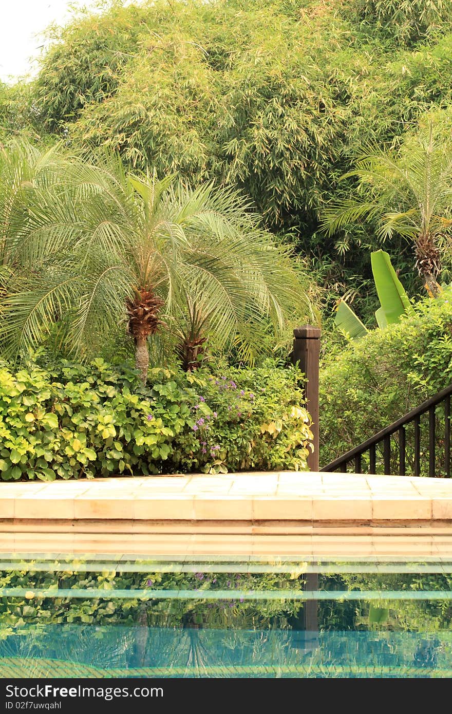 Swimmingpool framed by many green palms and trees. Swimmingpool framed by many green palms and trees