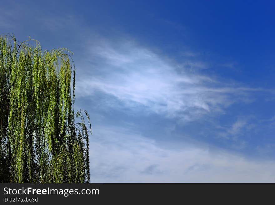 Willow branches of spring