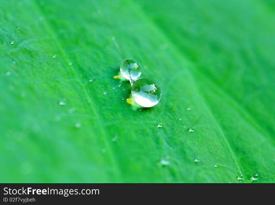 The water drop on the leaf in the morning.