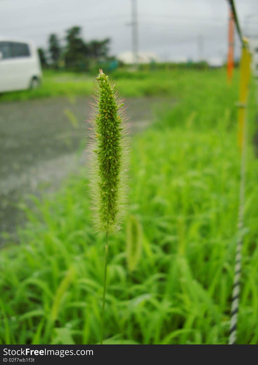 A piece of Green Bristlegrass Herb under Mount Fuji