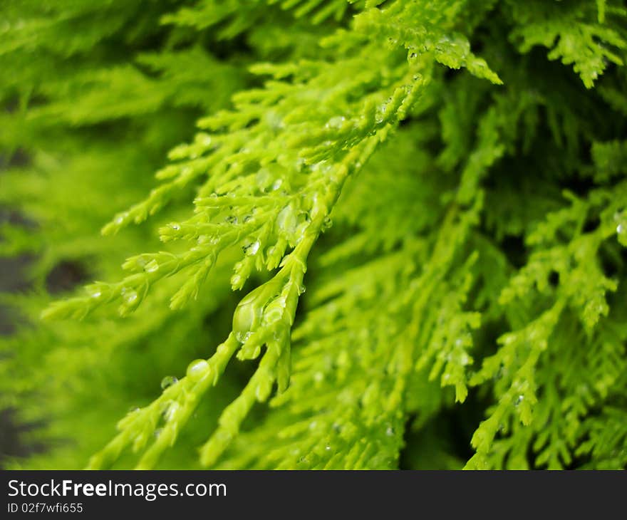 A tree after rain is very green. A tree after rain is very green