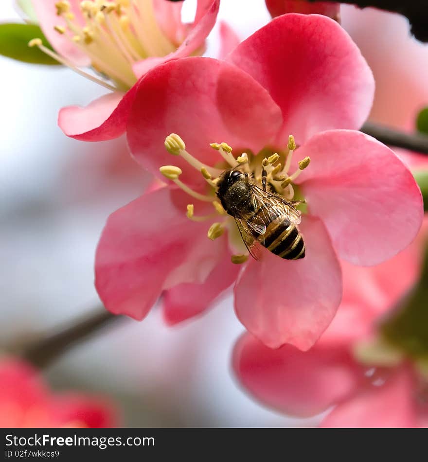 Begonia and bee in spring.