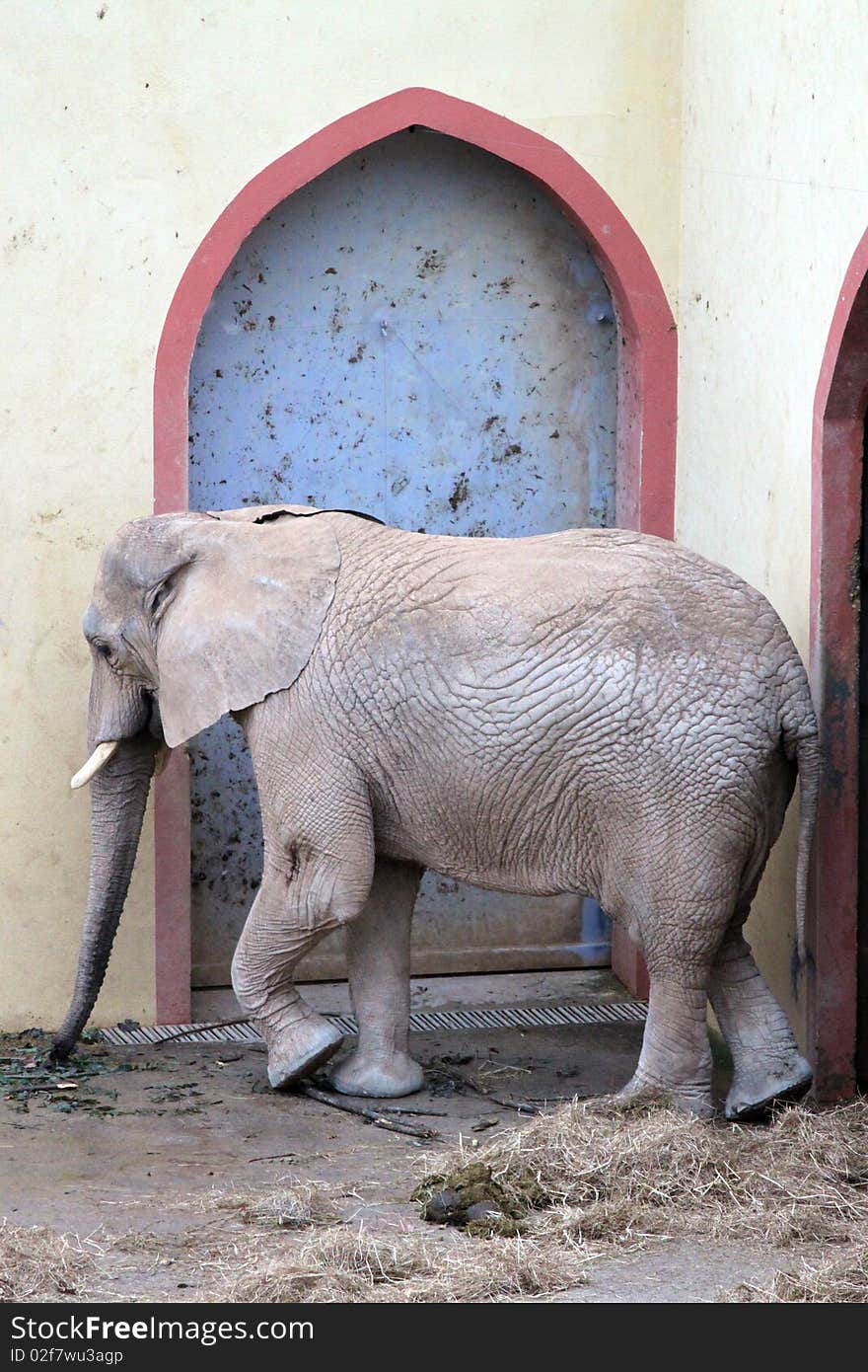 Elephant in Lisbon Zoo,Portugal,2010