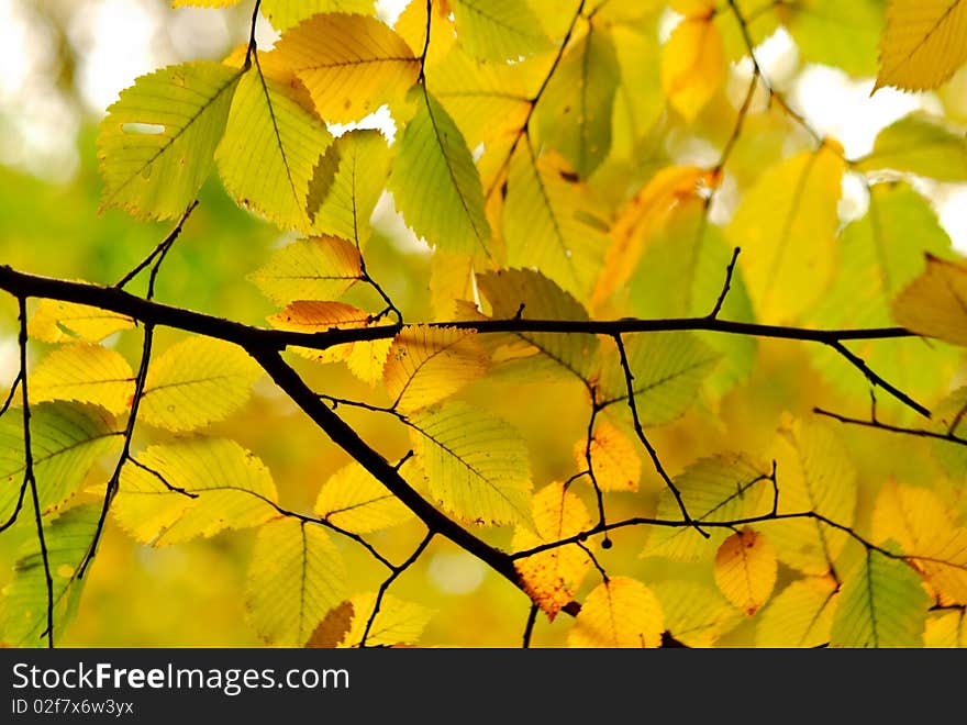 Golden autumn in the city park