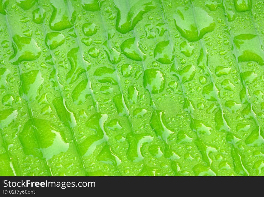 The water drop on the leaf in the morning.