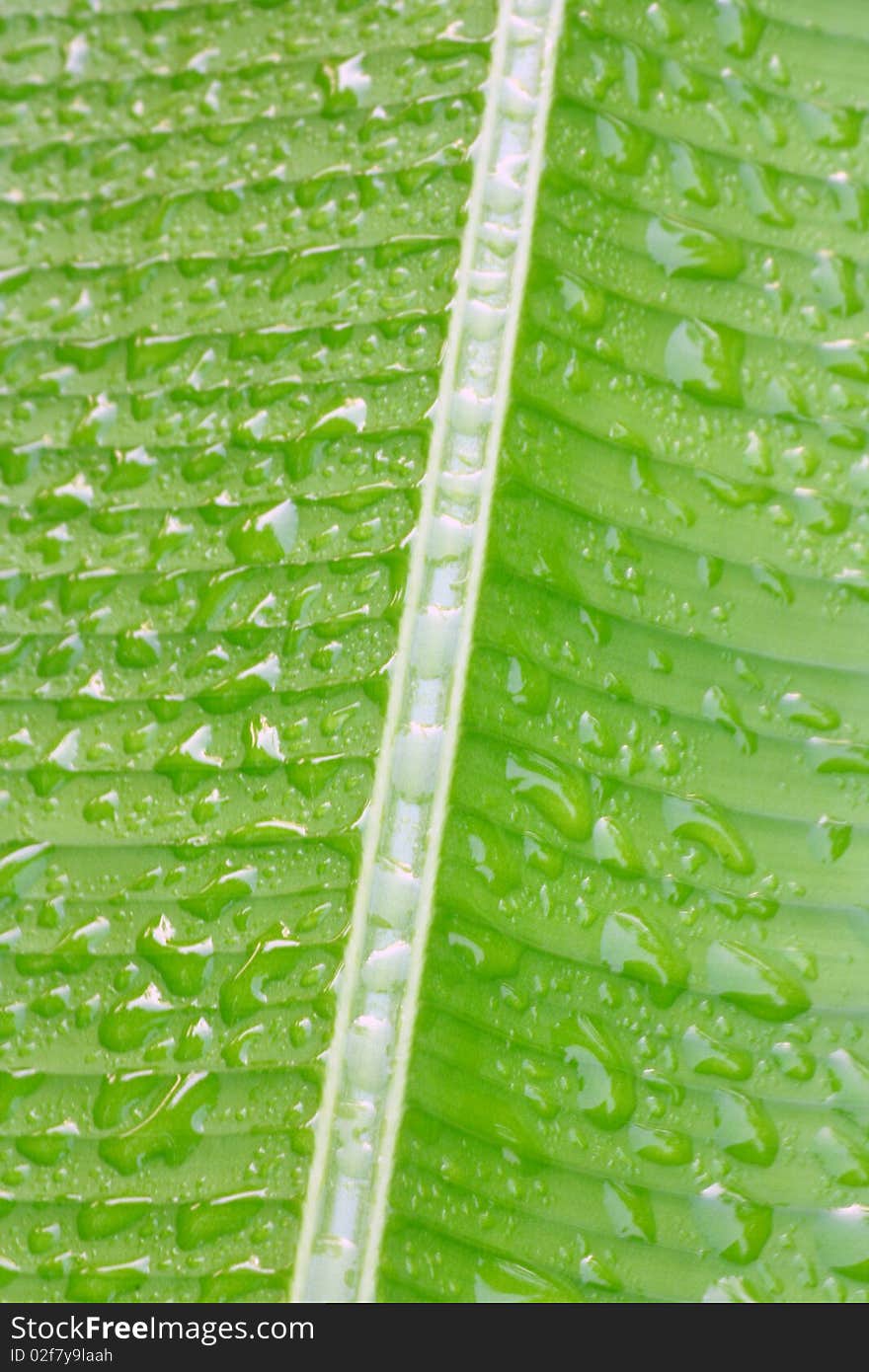 The water drop on the leaf in the morning.