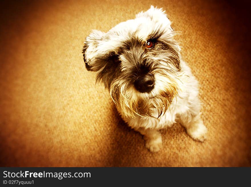 An adorable Miniature Schnauzer looking up at the camera. An adorable Miniature Schnauzer looking up at the camera.