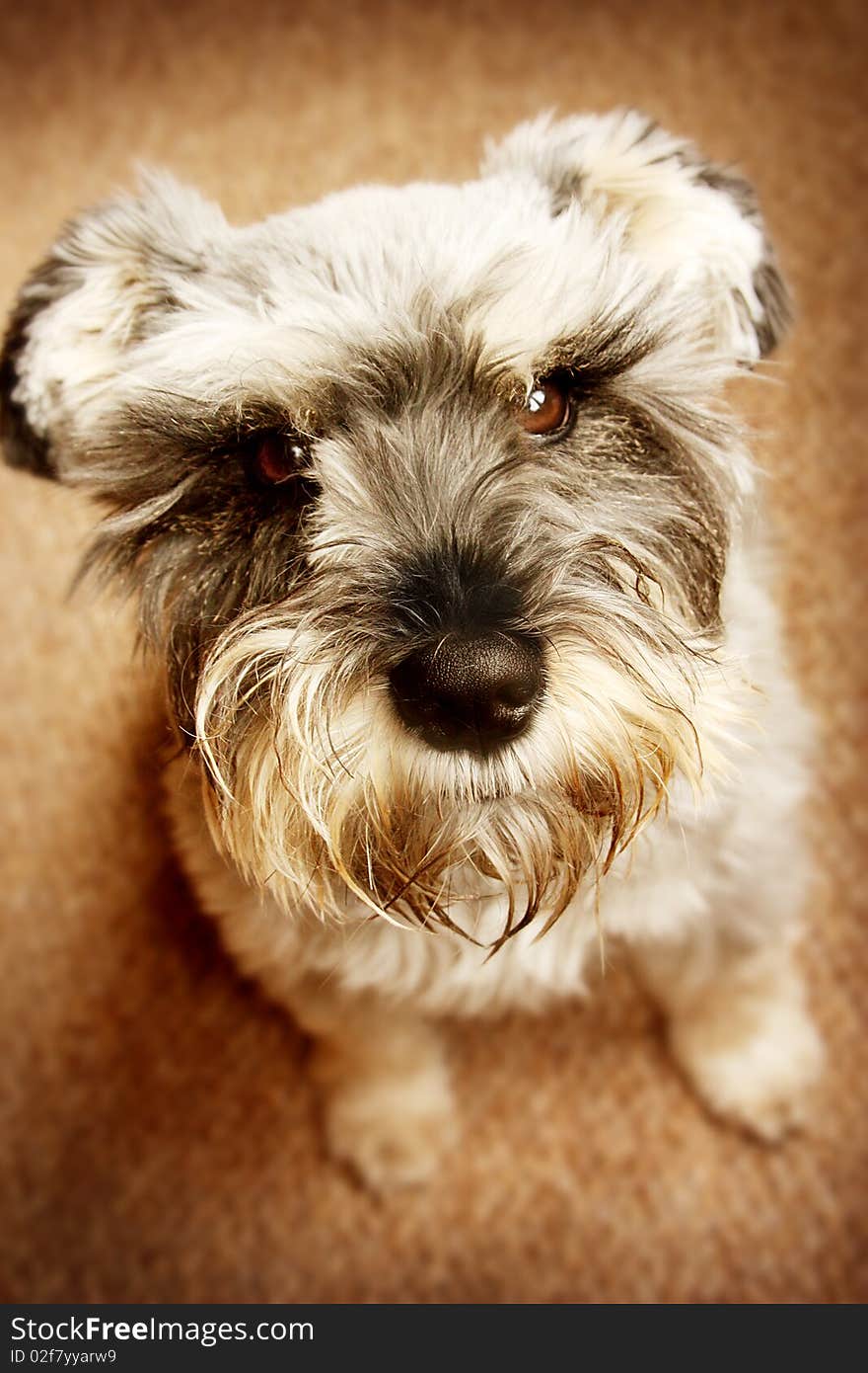 An adorable Miniature Schnauzer looking up at the camera.