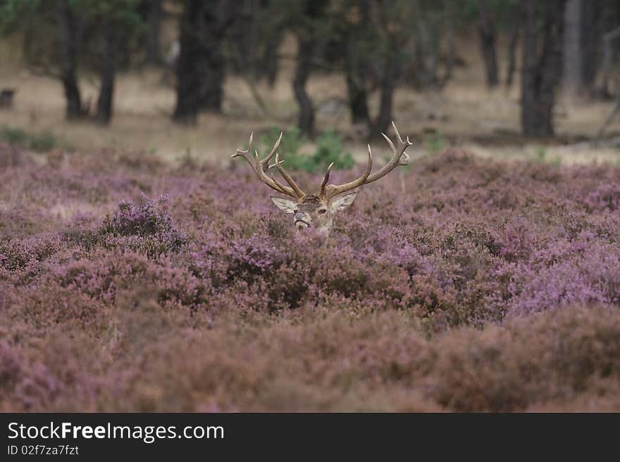 A Red Deer posing in a meadow with his head just sticken out