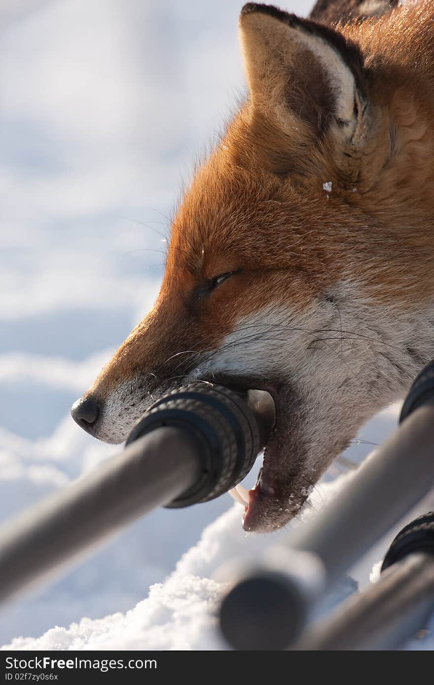 A curious young Fox biting my tripod, interaction with humans. A curious young Fox biting my tripod, interaction with humans.