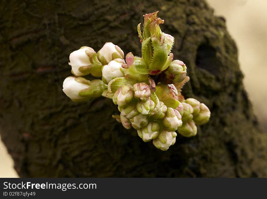 Curious Cherry Blooming of the Tree Trunk