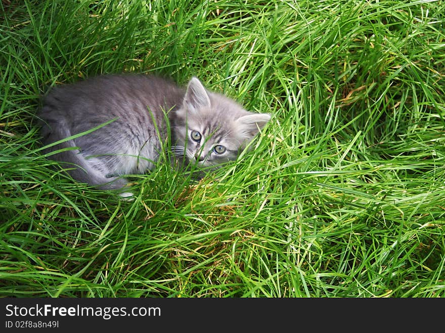 Little Kitten In A Grass