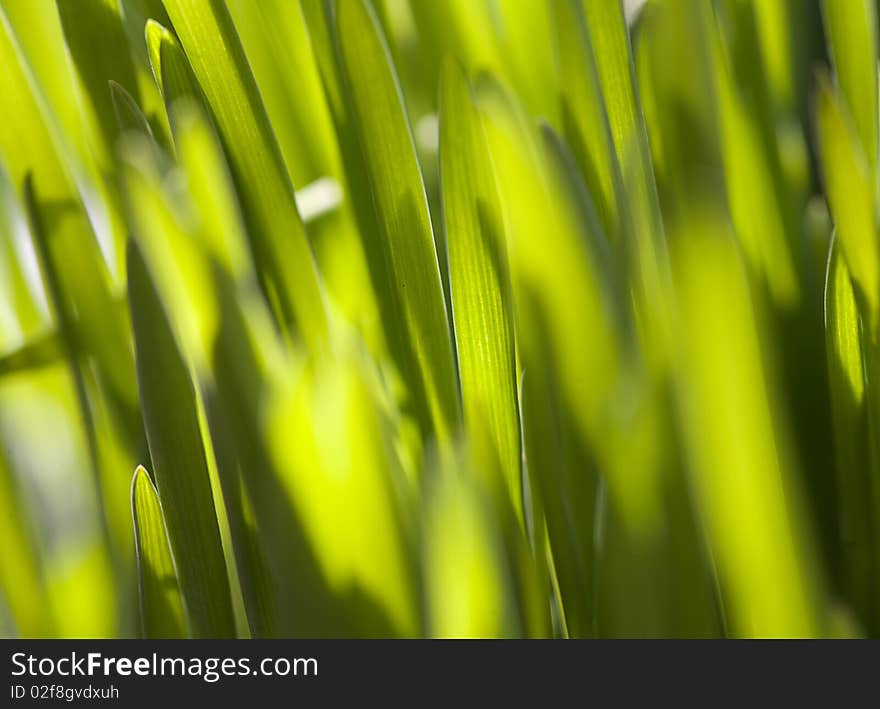 Fresh green grass (shallow DoF)