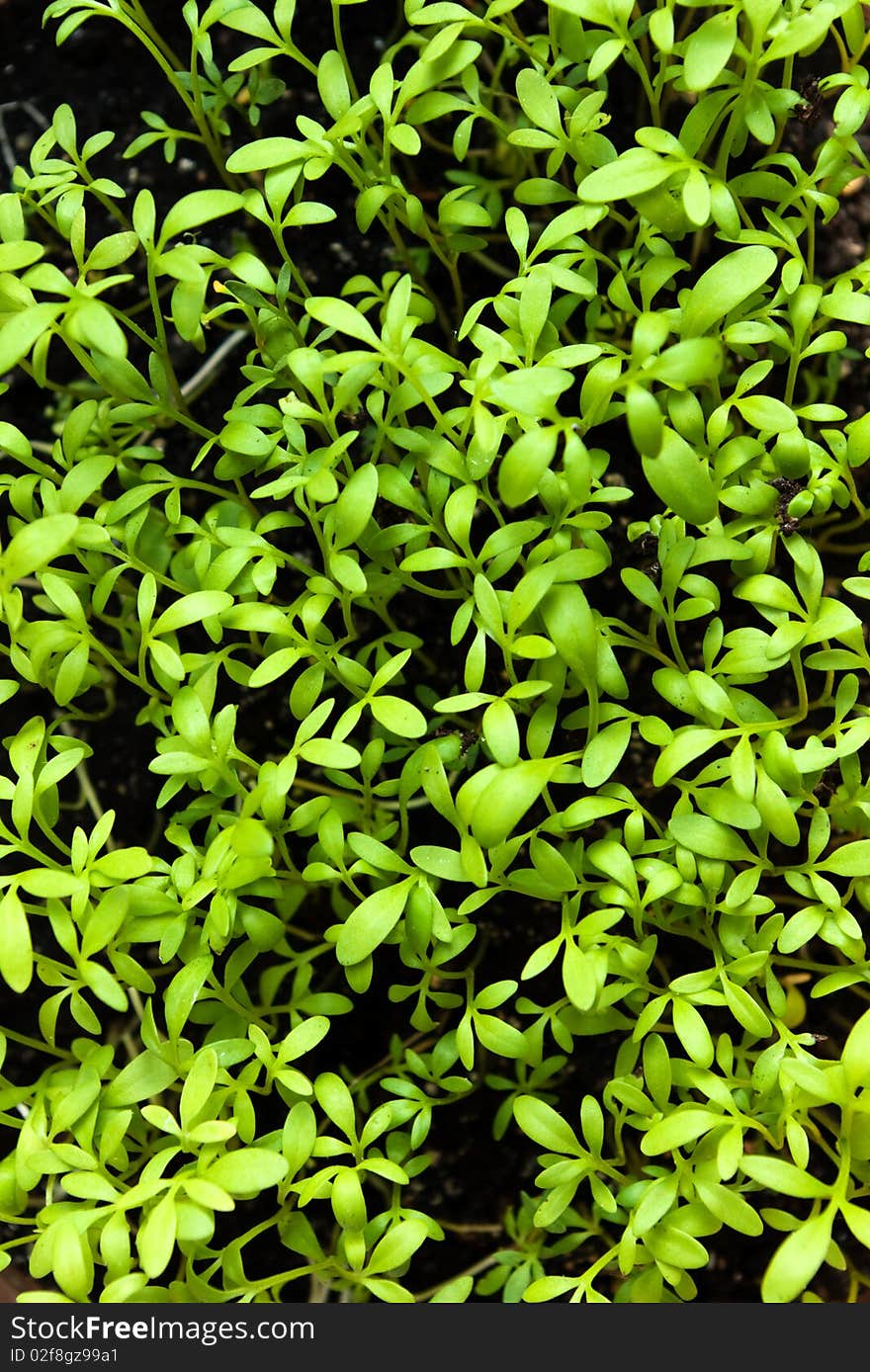 Environment Background Of Seedlings