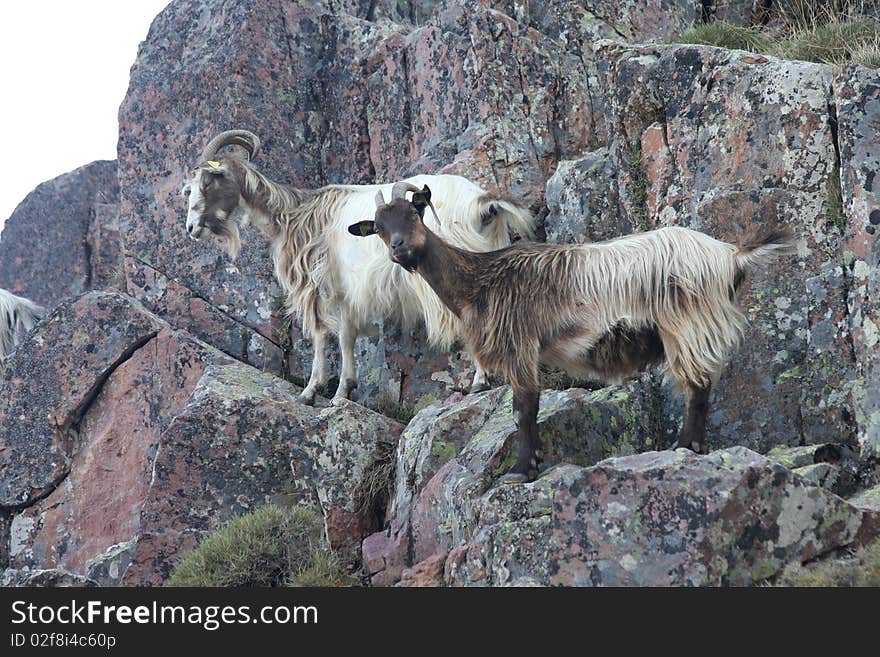 Goat At The Mountains