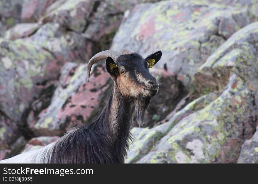 Goat at the mountains