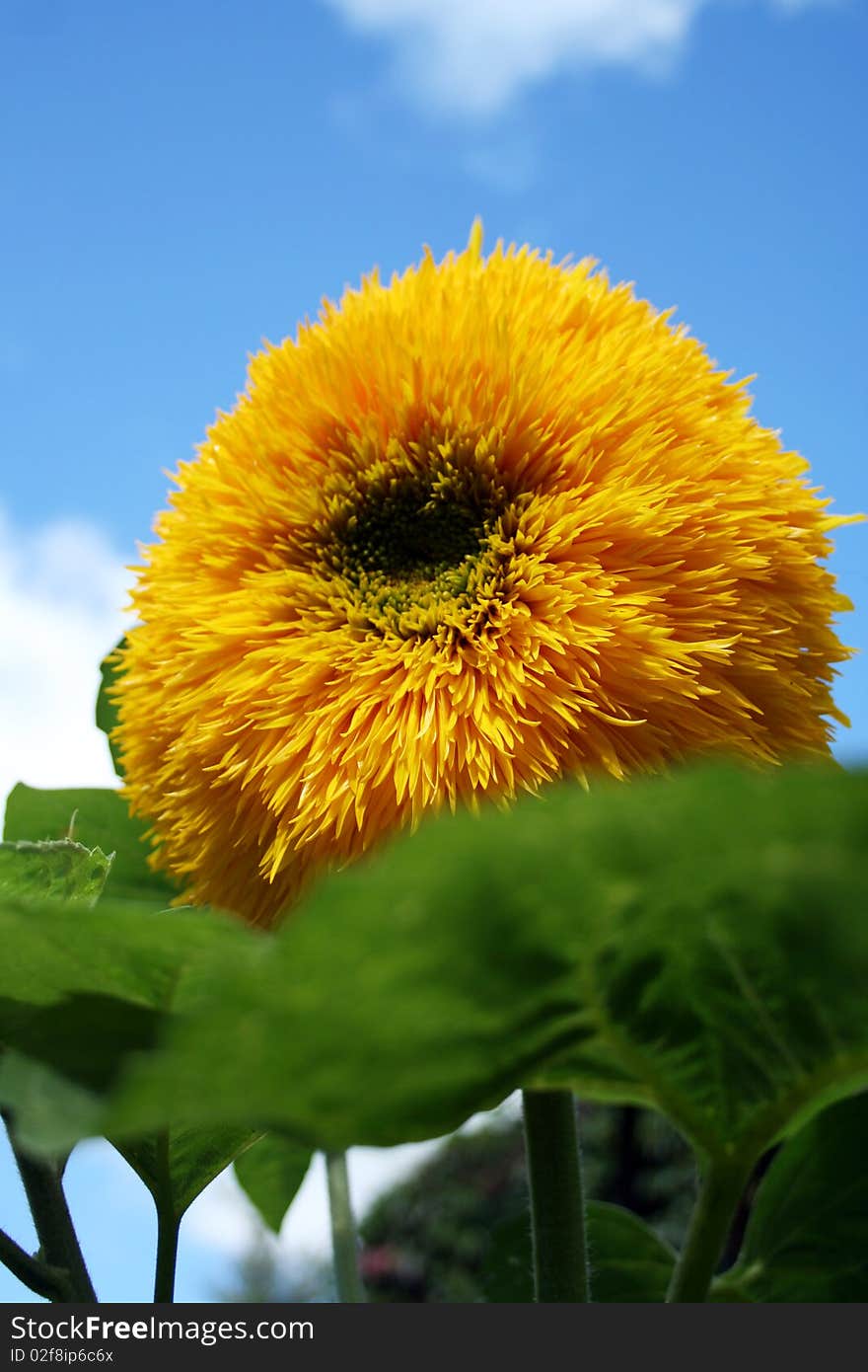 Sunflower