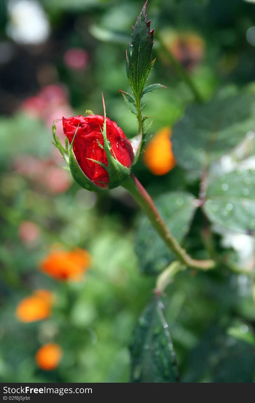 Red rose in the garden