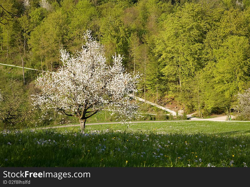 Cherry tree in spring in Zofingen.