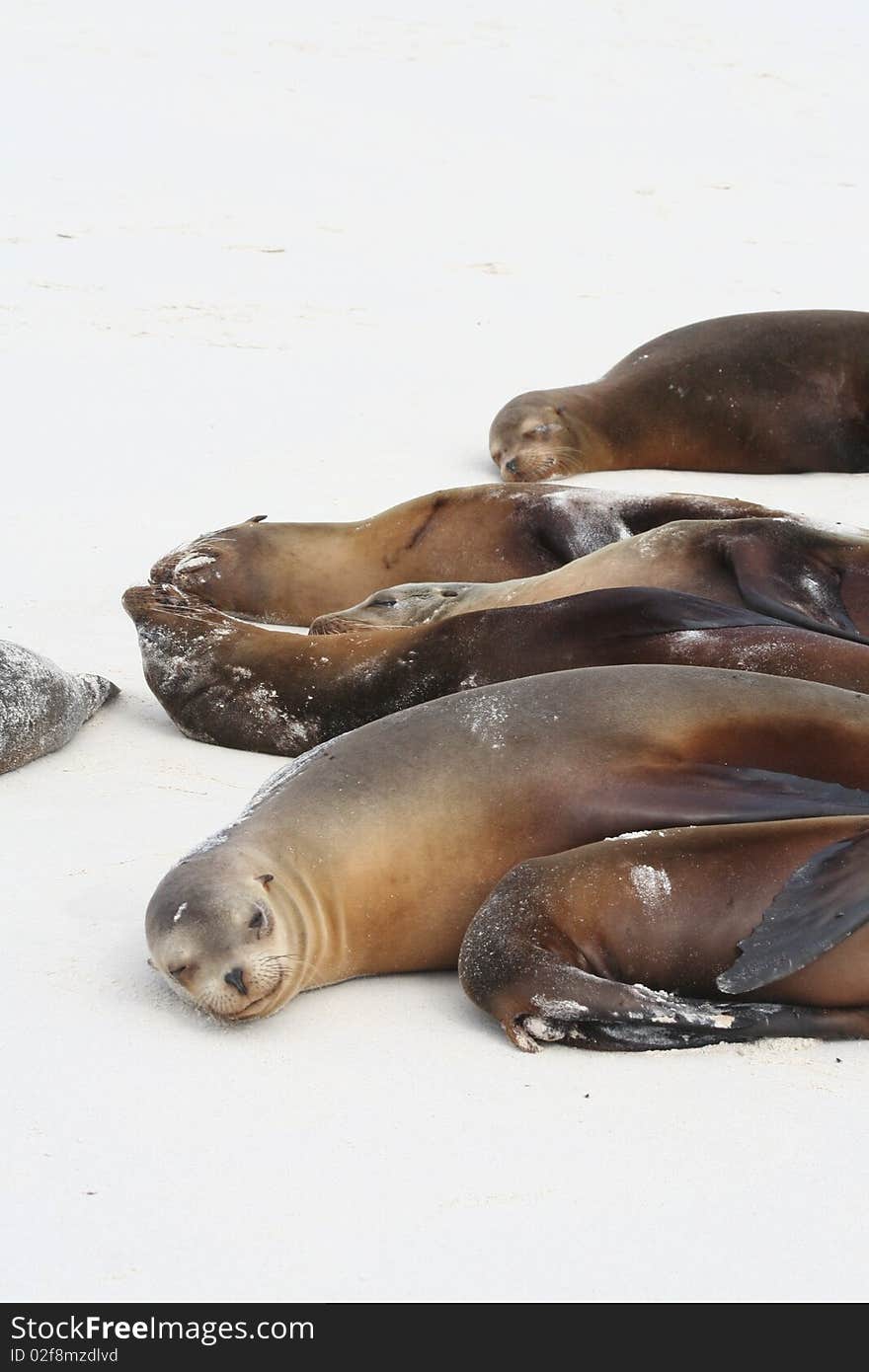 Sea lions